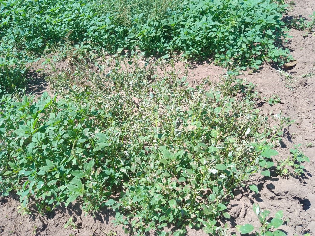 herbicide agroplasma 2