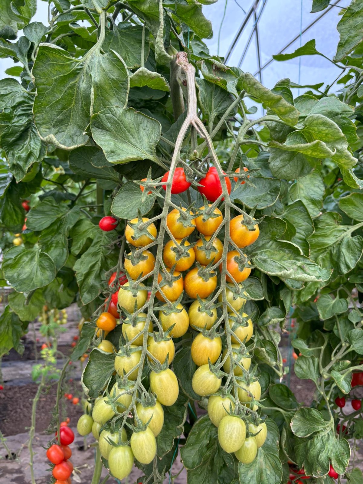 tomatoes 100 agroplasma 1