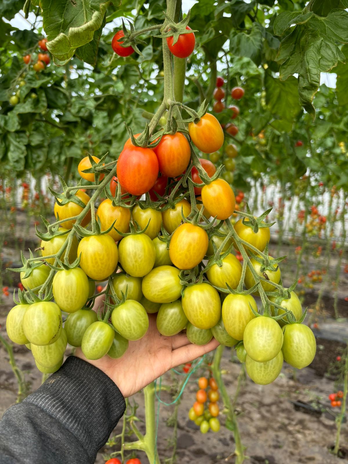 tomatoes 100 agroplasma 2