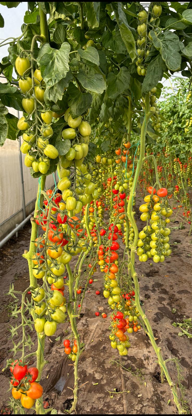 tomatoes 100 agroplasma 4