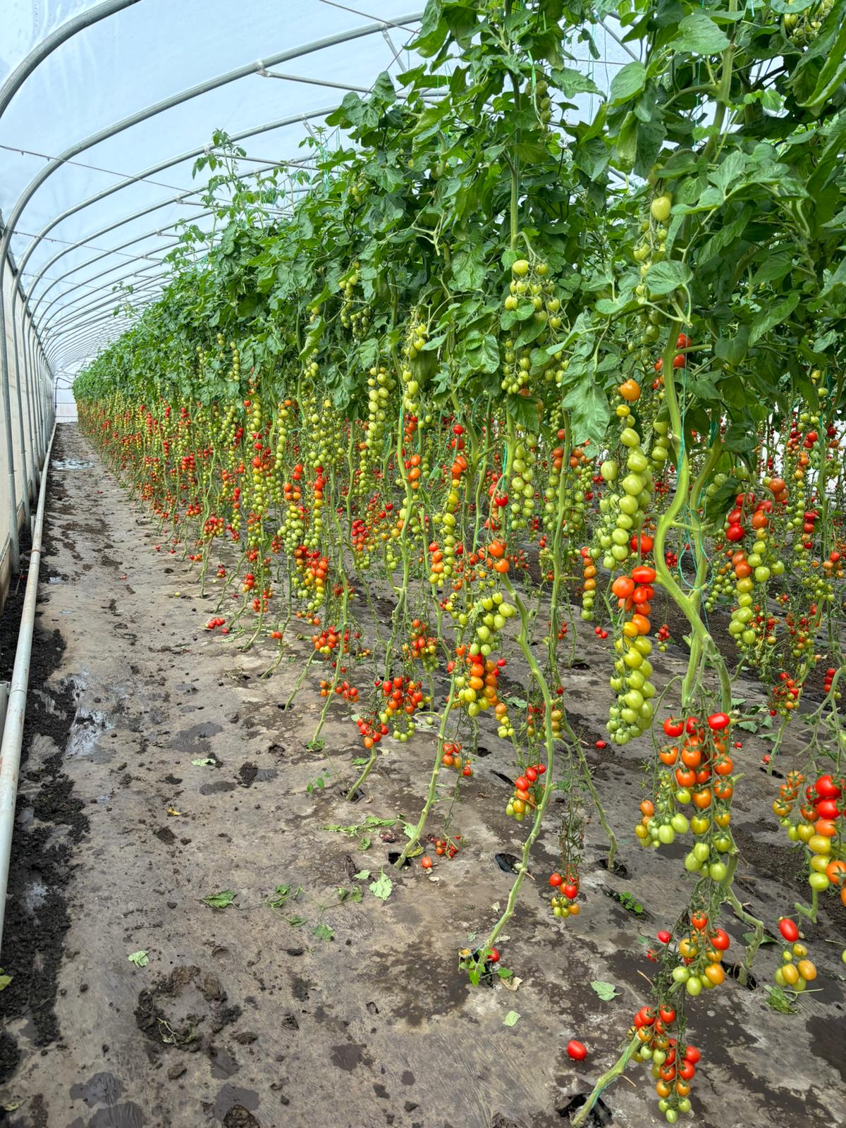 tomatoes 100 agroplasma 5