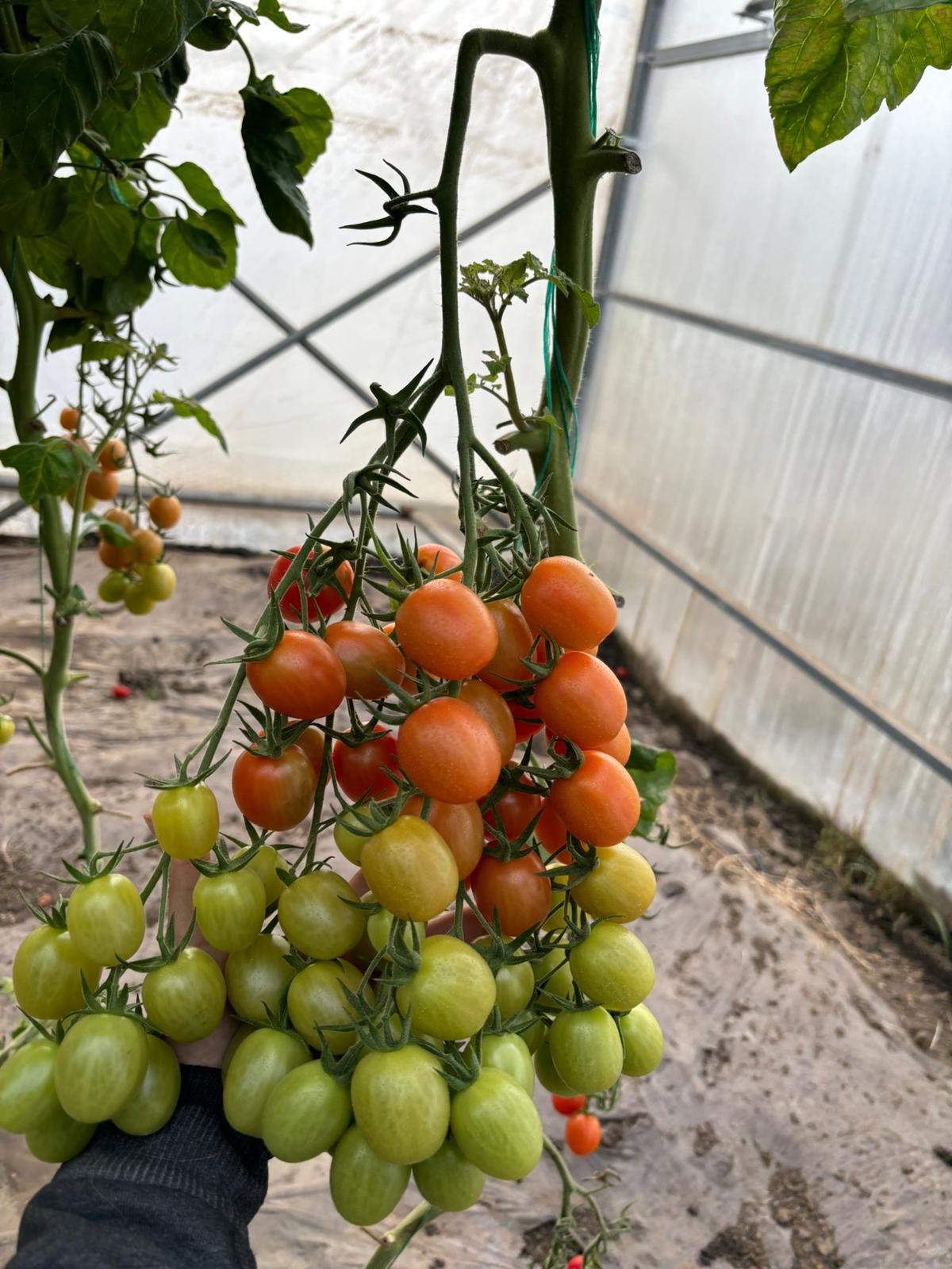 tomatoes 100 agroplasma 8